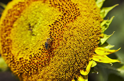 Close-up of honey bee on sunflower