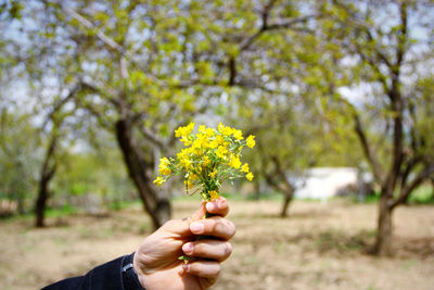 Cropped hand holding yellow flowering plant