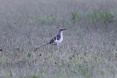 Bird perching on field