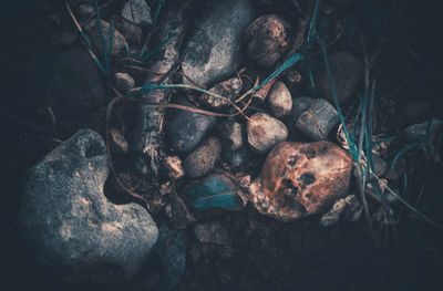 High angle view of meat on rock