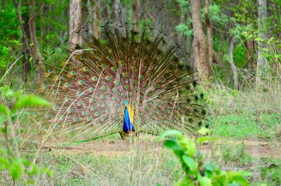 Close-up of peacock on field