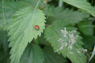 Bug on plant