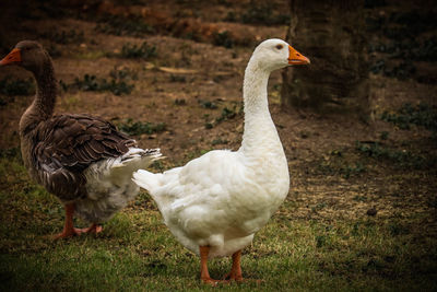 Ducks on a field