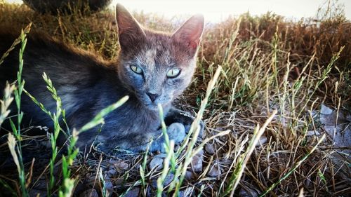 Portrait of cat sitting on grass