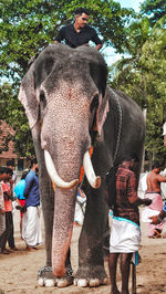 indian elephant