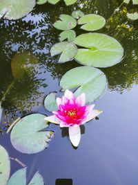 High angle view of lotus water lily in pond