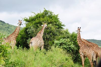 Giraffe standing on grass against sky