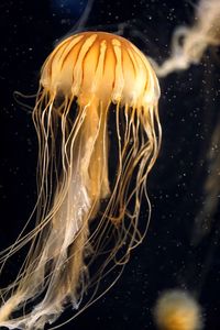 Close-up of jellyfish swimming in sea