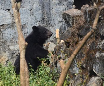 Close-up of monkey on rock