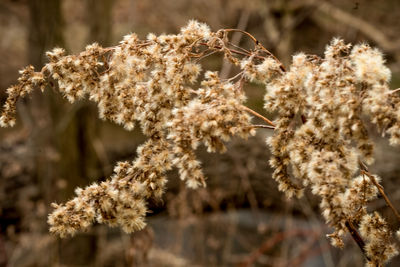 Close-up of wilted plant