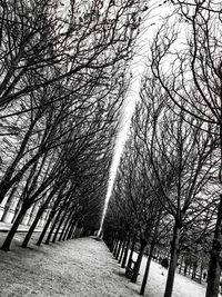 Low angle view of tree against sky