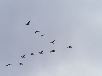Low angle view of birds flying