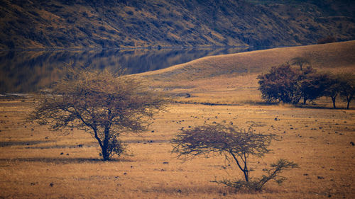 Scenic view of trees on field against sky, magadi, kenya 