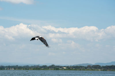 Bird flying over sea against sky