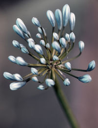 Close-up of flowers against blurred background