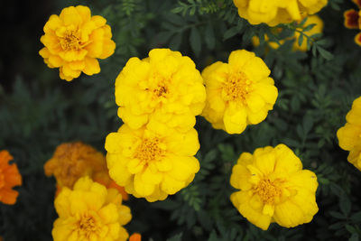 Close-up of yellow marigold flowers