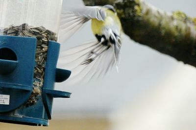 Close-up of bird flying