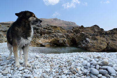 Dog on pebble beach against sky