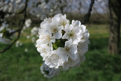 Close-up of white blossom