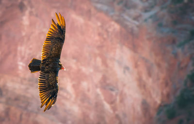 Low angle view of eagle flying