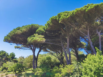 Low angle view of trees against clear blue sky