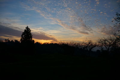 Trees against sky during sunset