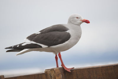 Close-up of seagull perching on wood against sky