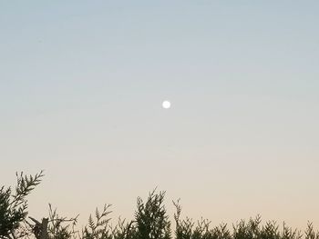 Low angle view of plants against clear sky
