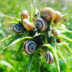 Close-up of snails