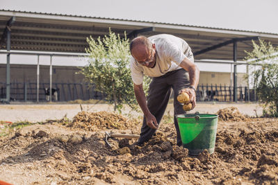 Man putting potatoes in a bucket