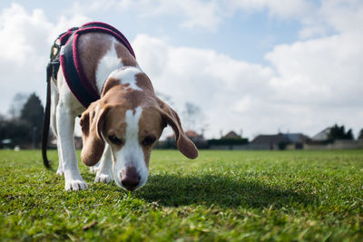 Close-up of dog on grassy landscape