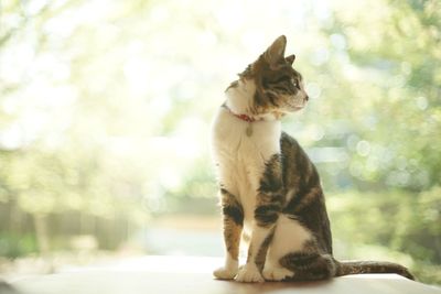 Cat looking away