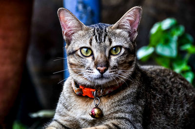 Close-up portrait of tabby cat