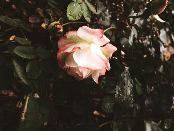 Close-up of rose plant