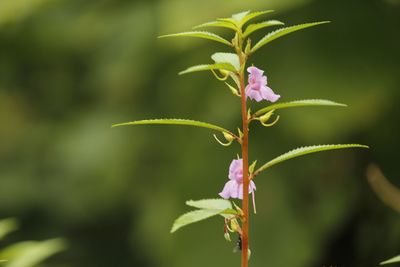 Close-up of flower blooming outdoors