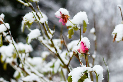 Close-up of white flowering plant during winter