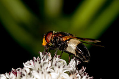 Close-up of bee on flower