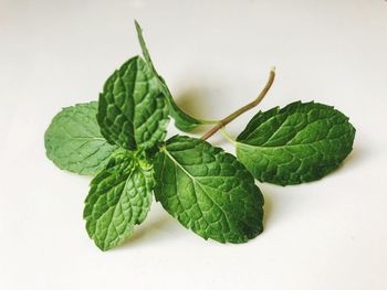 Close-up of green leaves against white background