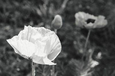 Close-up of flower blooming outdoors