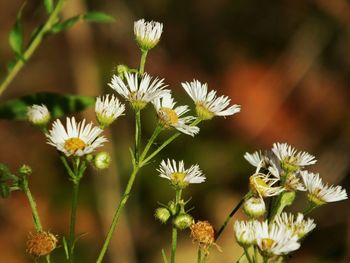 Close-up of white flowers