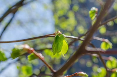 Close-up of green leaves on branch