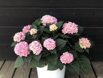 Close-up of pink flowering plants