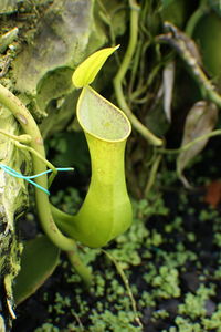 Close-up of fresh green leaf