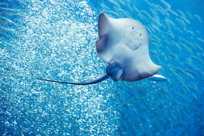 Low angle view of stingray swimming in sea