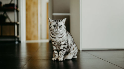 Portrait of british shorthair cat sitting and looking towards camera