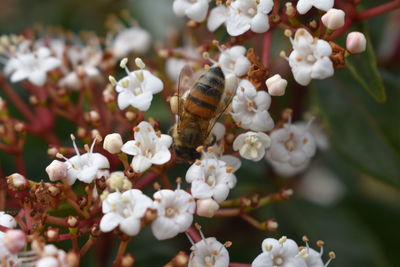 Close-up of butterfly pollinating on flower