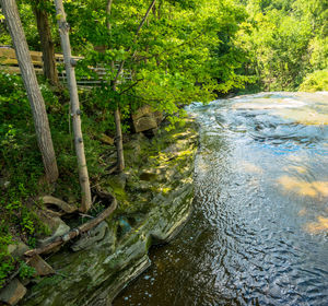 River amidst trees in forest