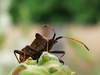 Close-up of insect on plant