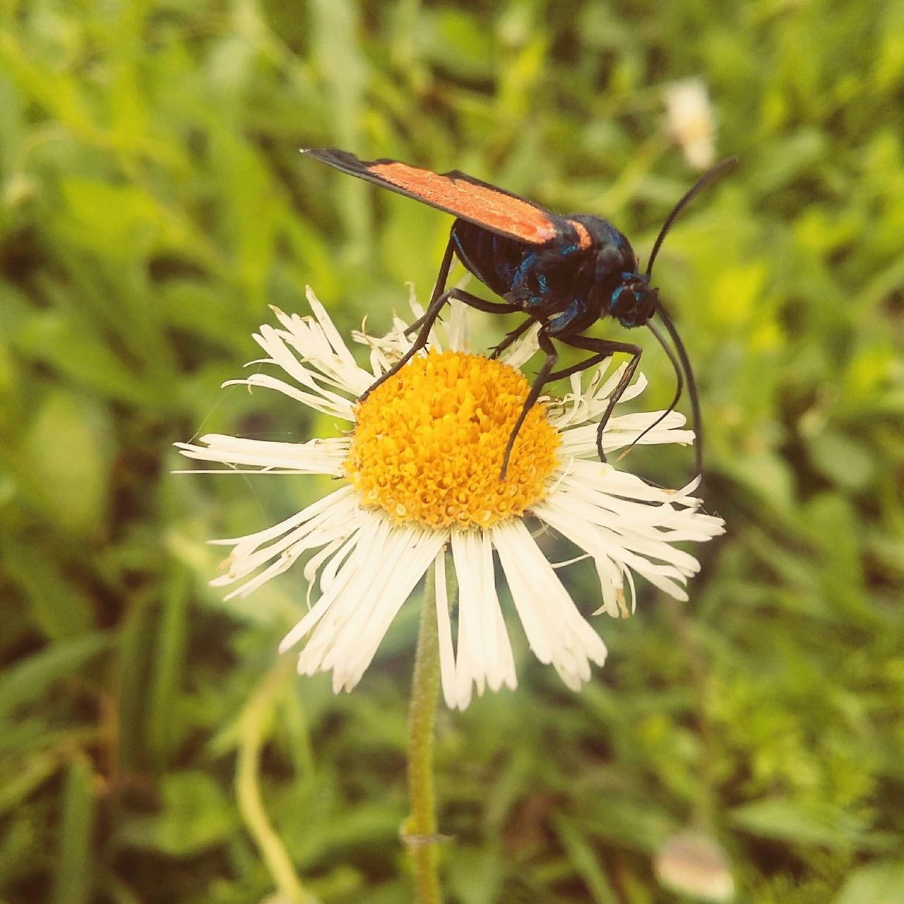 flower, insect, one animal, animal themes, animals in the wild, petal, yellow, wildlife, flower head, fragility, freshness, focus on foreground, close-up, pollination, beauty in nature, bee, nature, growth, plant, pollen