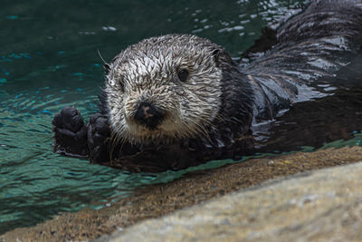 Close-up portrait of an animal in sea